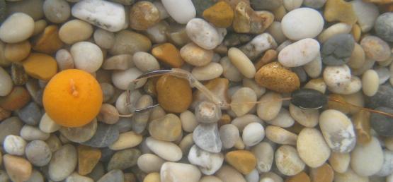 Advanced carp rig for bottom baits
