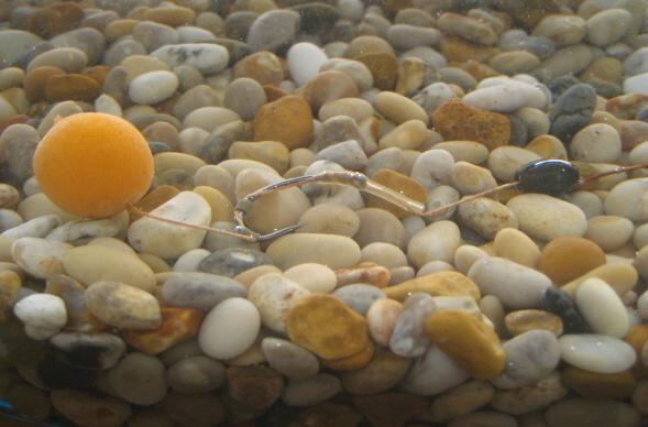 The advanced rig in water