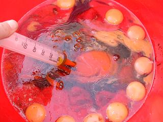 tabla boilies