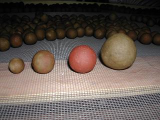 boilies diferentes tamaños
